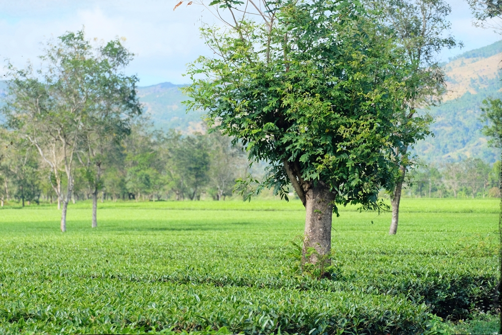 Dạo chơi trên con đường lãng mạn nhất Gia Lai